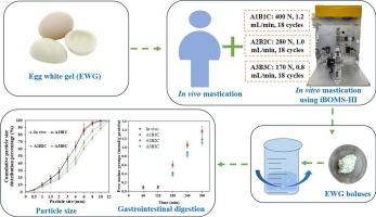 Unrevealing the impact of impaired mastication capacity on the kinetics of proteolysis of egg white gel boluses formed using the bio-inspired oral mastication system (iBOMS-III)