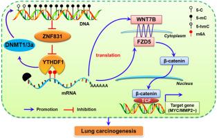 ZNF831-YTHDF1-DNMT1/3a feedback loop regulates lung carcinogenesis and progression through WNT7B-FZD5-β-catenin signalling axis