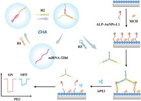 Cs3Bi2Br9 QDs/BiOBr heterojunction photoelectrochemical biosensor with APE1 enzyme-driven bipedal DNA walker signal amplification for miRNA-320d detection