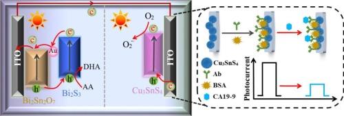 Dual-photoelectrode synergistic signal amplification-integrated self-powered photoelectrochemical immunosensor for sensitive CA19-9 detection