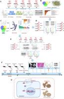 Mangiferin reverses high glucose-induced osteoblast damage and ameliorates osteoporosis by targeting SOX9