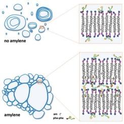 Impact of amylenes in dipeptide-mediated phospholipid vesicle integrity and aggregation