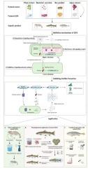 Quorum sensing systems in biofilm formation and the potential application of natural quorum sensing inhibitors in aquatic product preservation