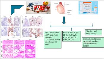 Quercetin attenuates busulfan-induced testicular and epididymal toxicity via modulation of oxidative stress, inflammatory cytokines, and apoptotic markers in rats