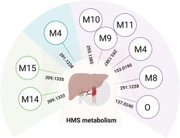 Innovative analytical techniques for identifying metabolites of the UV filter homosalate through UPLC–MS: Environmental and health implications