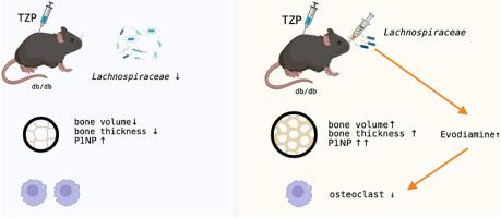 Tirzepatide, a dual GLP-1 and GIP receptor agonist, promotes bone loss in obese mice via gut microbial-related metabolites