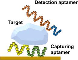 Heterodimeric aptamer improves the limit of detection of sandwich ELASA and dot blot assay