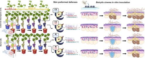 Deciphering heat-enhanced resistance of grapevine berries to Botrytis cinerea highlights differential cuticular and secondary metabolite accumulations between Merlot and Cabernet Sauvignon