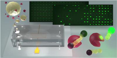 Evaluation of single-cell heterogeneity and invasive potential in cancer cells via secreted protease activity assay
