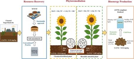Phytoremediation of low-concentration Cr(VI)-contaminated soil from a superfund site using sunflower (Helianthus annuus L.) with concurrent biodiesel production from harvested seeds