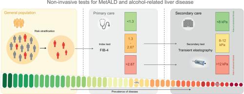Non-invasive tests for MetALD and alcohol-related liver disease