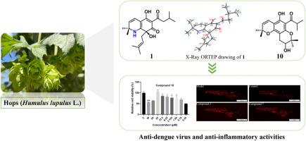 Hop bitter acids from the pistillate flower of Humulus lupulus L. and their anti-inflammatory and anti-dengue virus activities