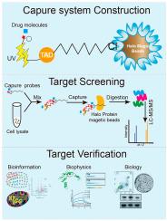 A novel Halo Tag-based photo-crosslinking system for efficient drug target identification via chemoproteomic profiling
