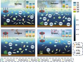 Algal community can alter the role of a drinking water Reservoir as a CO2 source or sink at different seasons