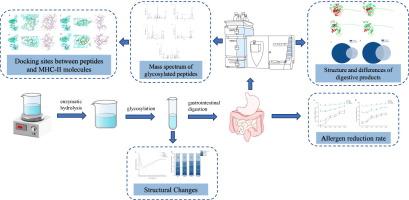 The effect of enzymatic hydrolysis assisted glycosylation on the allergenicity and digestive characteristics of whey protein isolate