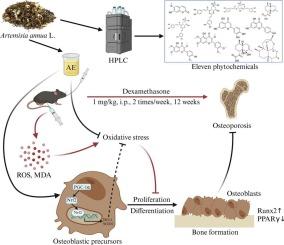 Artemisia annua L. extract alleviates glucocorticoid-induced osteoporosis by stimulating bone formation via PGC-1α/Nrf2/HO-1/SOD2 pathway