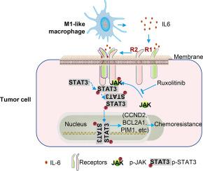 M1 macrophages enhance breast cancer chemoresistance via JAK-STAT3 signaling