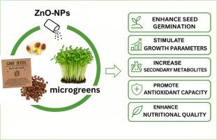 Ghaf microgreen: A novel functional food with enhanced nutritional content via nanoparticle-seed priming