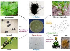 Chaetomium spp.: A multifaceted fungal biocontrol agent for sustainable management of crop diseases