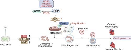 Chronic inhibition of cGMP-specific phosphodiesterase 5 attenuates myocardial hypertrophy by promoting mitophagy in cardiomyocytes