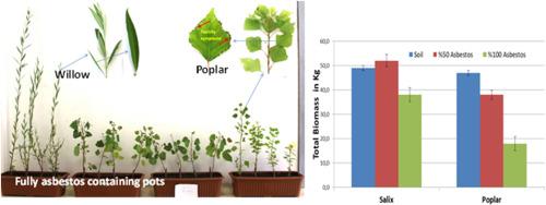 Remediation of asbestos with poplar and willow species and gene regulation network behind asbestos toxicity tolerance in trees