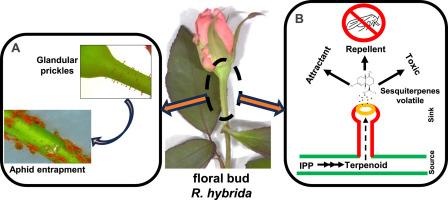 Glandular prickles in Rosa hybrida accumulate specific sesquiterpenes implicated in defense against aphid pests