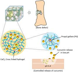 Hydrogel-integrated biomimetic hydroxyapatite scaffolds with tunable porosity for enhanced curcumin delivery