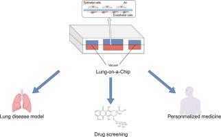 Revealing immune cell secretion crosstalk in pulmonary pathogenesis: A microfluidic lung-on-a-chip approach
