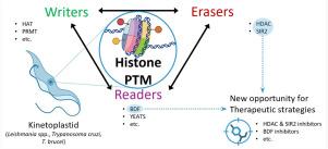 The epigenetic landscape of kinetoplastid parasites: From histone post-translational modifications to emerging therapeutic strategies