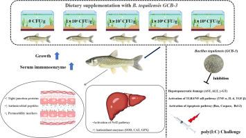 Dietary supplementation with host gut-derived Bacillus tequilensis (GCB-3) enhances growth, immune function, antioxidant capacity, and resistance to poly(I: C)-induced viral infection in grass carp (Ctenopharyngodon idella)