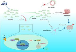 Interleukin 13 alleviates traumatic brain injury by promoting pericyte autophagy
