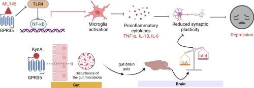 From orphan receptor to inflammation regulation: The role of GPR35 in the pathogenesis of depression
