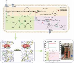 Efficient synthesis of l-DOPA in Escherichia coli via cofactor and enzyme engineering