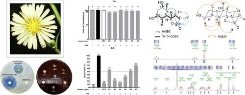 Discovery of anti-inflammatory phytoconstituents from Lactuca indica L. based on its traditional uses