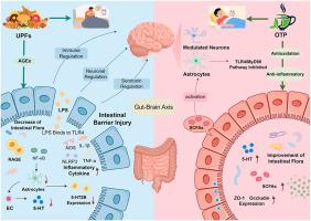 Gut microbiota-astrocyte crosstalk: A novel pathway for oolong tea polyphenols to reverse ultra-processed foods-induced sleep deterioration