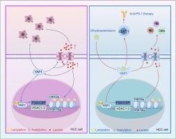 Dihydroartemisinin inhibits histone lactylation through YAP1 to act as a ‘hot’ switch for ‘cold’ tumor in hepatocellular carcinoma