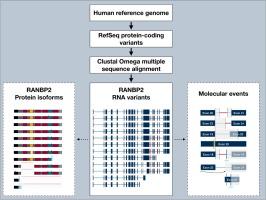 Unraveling the Diversity of RANBP2: Protein Isoforms and Implications for Cellular Function and Human Disease
