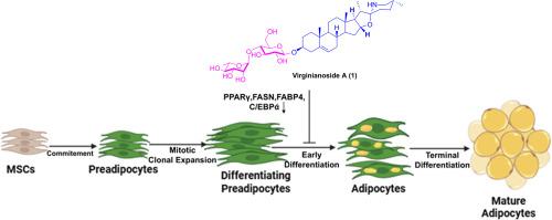 Virginianoside A, a new steroidal alkaloid saponin from Solanum virginianum: Isolation, structure elucidation and anti-adipogenic activity