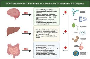 Deoxynivalenol toxicity along the gut–liver–brain axis in animal models: Mechanisms of action and strategies for mitigation