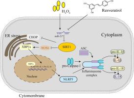 The role of miR-217/SIRT1 Axis in modulating the NLRP3 Inflammasome in the naturally aging thoracic aorta and in endothelial cells undergoing senescence induced by H2O2