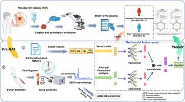Multi-modal fusion model combines SERS spectroscopy and clinicopathological features to predict neoadjuvant therapy response in breast cancer