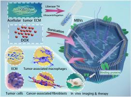 Matrix-bound nanovesicles isolated from decellularized tumors as platforms for targeting parent tumor cells and tumor-associated stromal cells