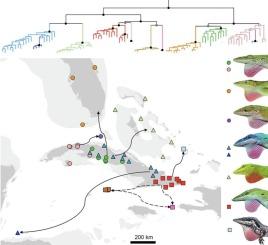 Overwater dispersal from a single source island shaped the diversity of green anole lizards (Anolis carolinensis subgroup)
