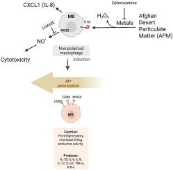 Pro-inflammatory and oxidative responses to burn pit relevant desert particulate matter in macrophages: A role for TLR2 signaling
