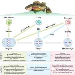 Single-cell atlas of the mandarin fish ovary reveals the trajectories of oogenesis and its immune microenvironment development