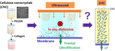 Role of liquid crystal behavior of CNC/PEGDA/collagen suspensions on their orthotropic organization obtained by ultrafiltration and ultrasound