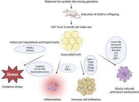 The hidden impact of intrauterine growth restriction in the pathogenesis of metabolic syndrome: Functional and structural alterations in rat visceral adipose tissue