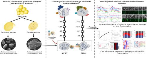 Comparative study of in vitro colonic fermentation dynamics: Human gut microbiota response to resistant starch derived from germinated and extruded pea seeds