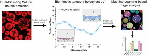 Tribology of dual Pickering double emulsions: Machine learning-aided inner droplet analysis