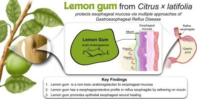 Lemon gum blankets esophageal mucosa and promotes therapeutic effects in experimental models of gastroesophageal reflux disease: Grasps for prevention and treatment